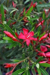 Emile Sahut Dwarf Red Oleander, Nerium oleander 'Emile Sahut'